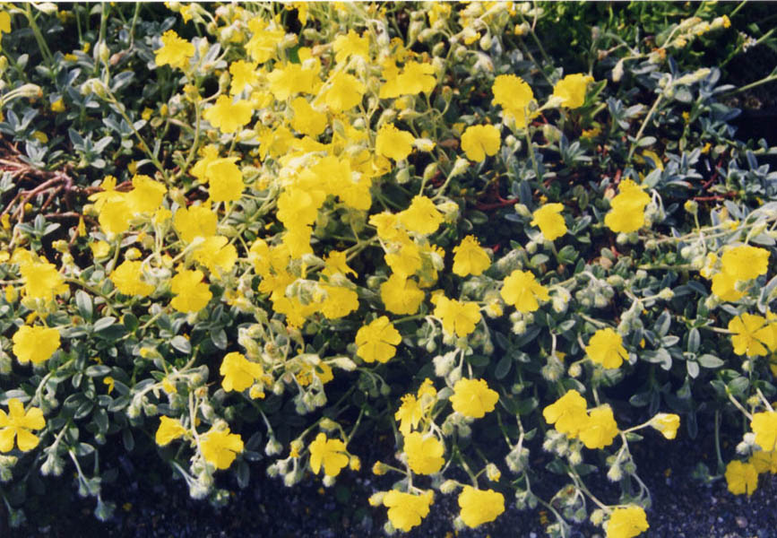 Helianthemum canum ssp balcanum en fleurs sur des éboulis calcaires ensoleillés des Balkans
